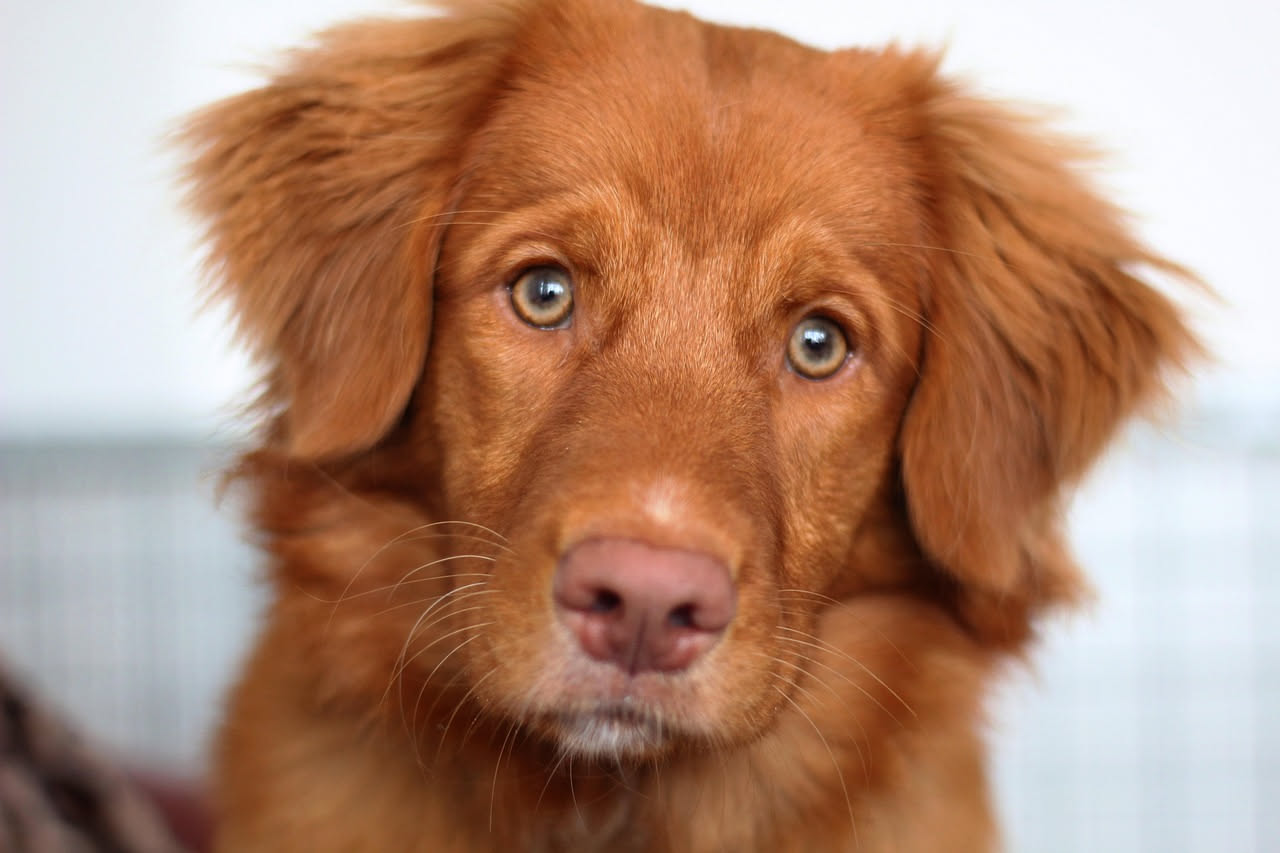 Come presentare il cane al gatto: i consigli