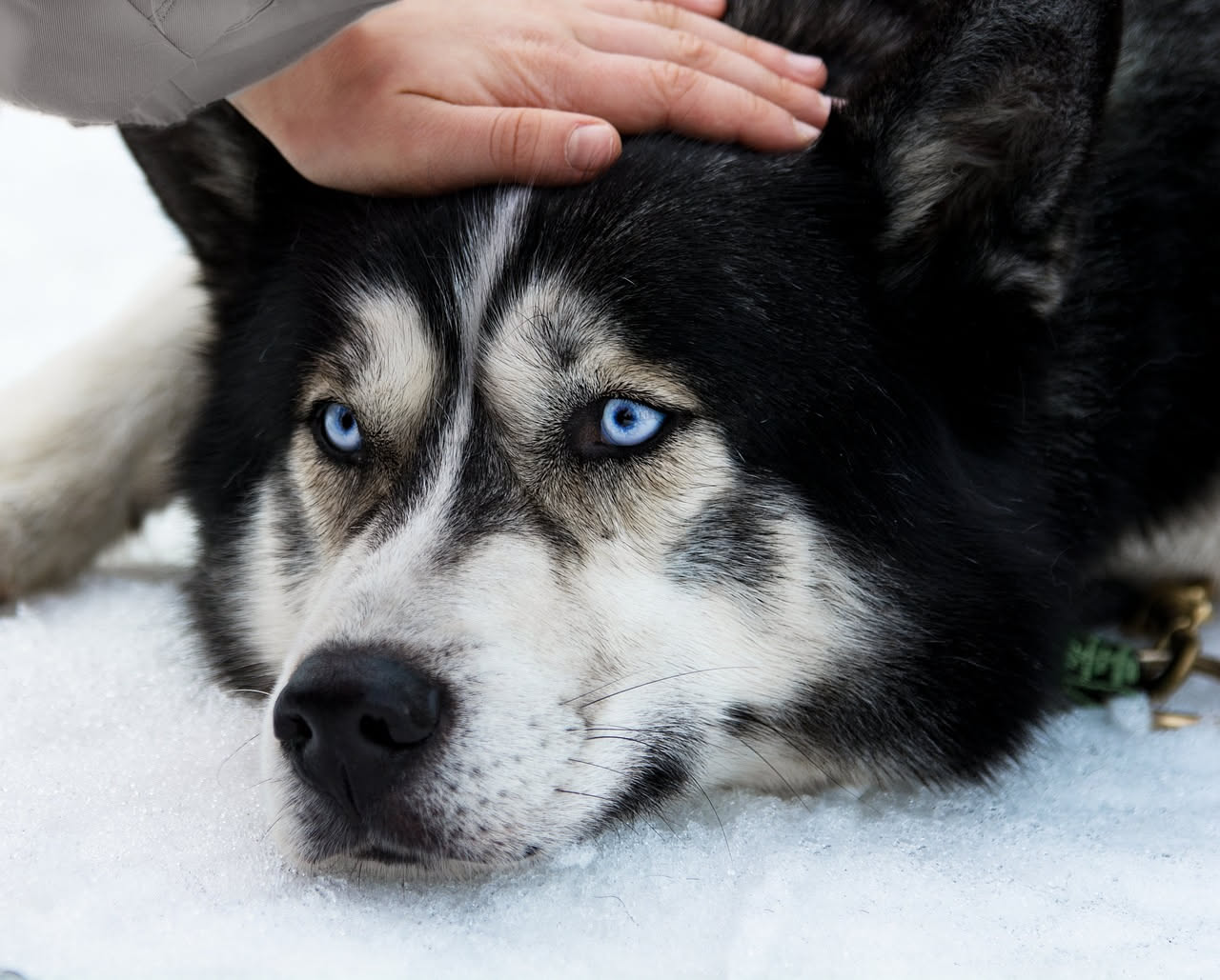 Come riconoscere le emozioni del cane: la guida
