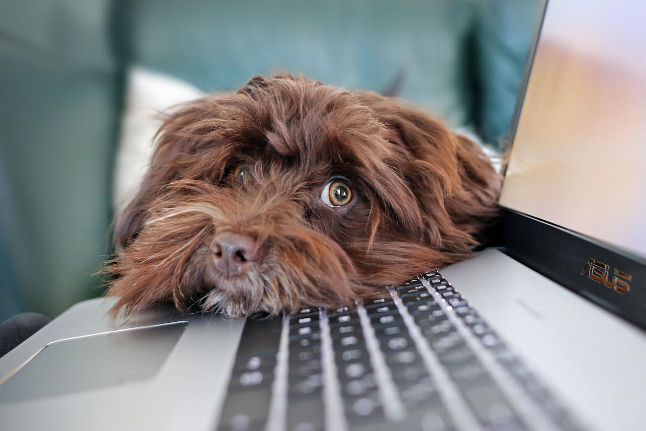 Come ridurre lo stress del cane: i consigli utili