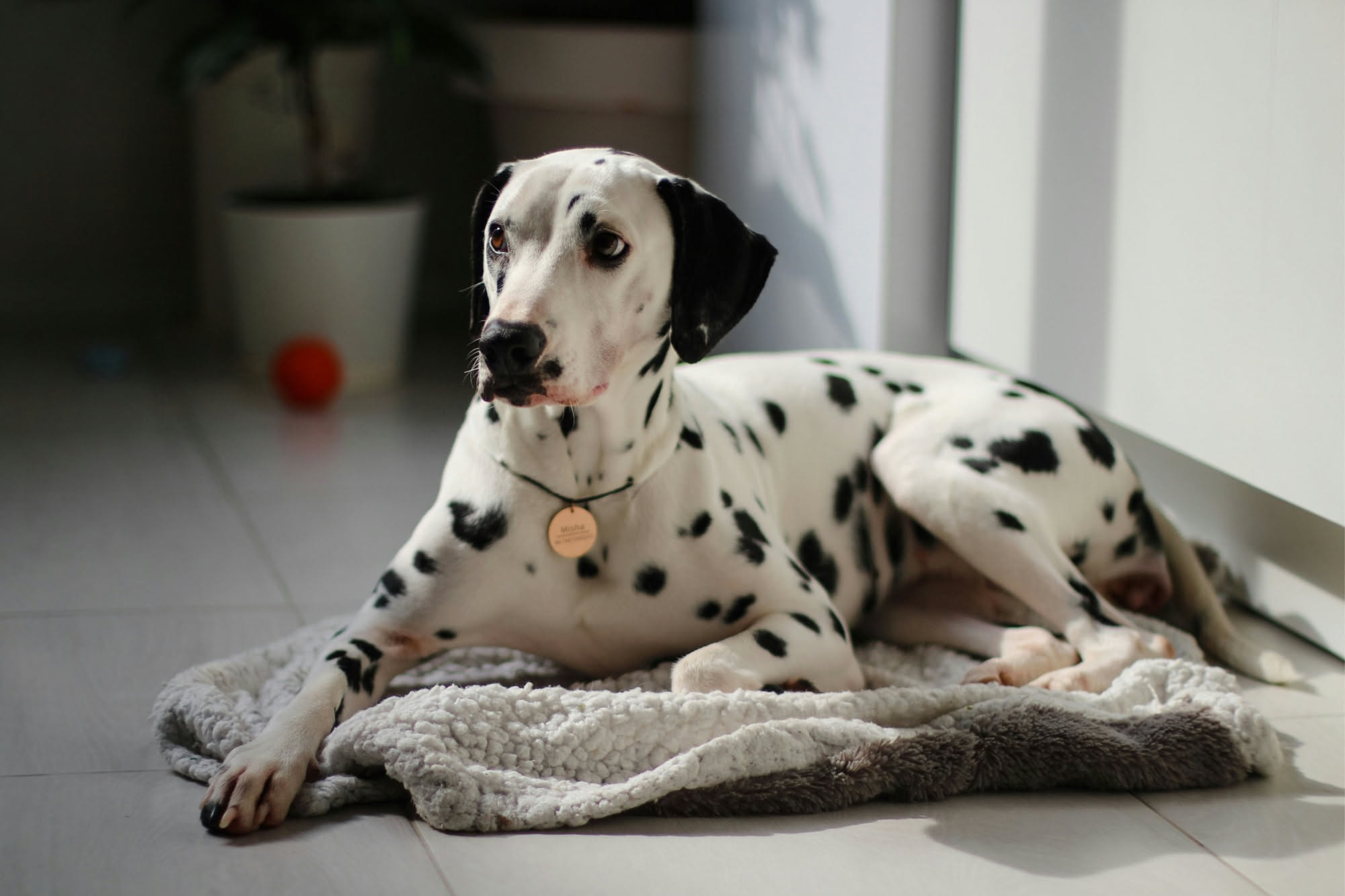 Cane di media taglia sdraiato su un pavimento di marmo fresco in una stanza luminosa con finestre aperte, ventilatore in sottofondo e ciotola d'acqua nelle vicinanze