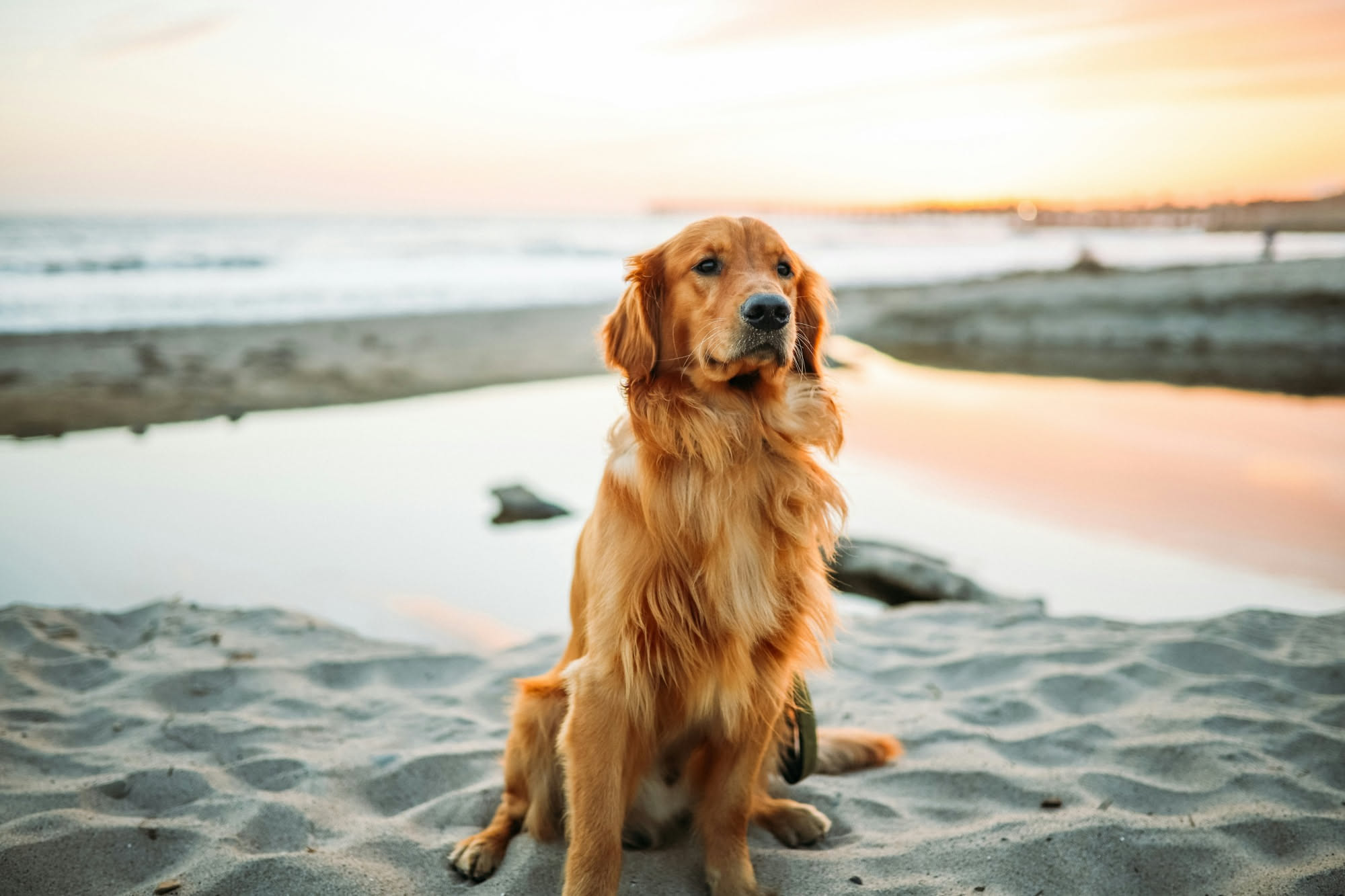 Cane bagnato sulla spiaggia con sabbia nel mantello, visto da dietro mentre corre verso il mare