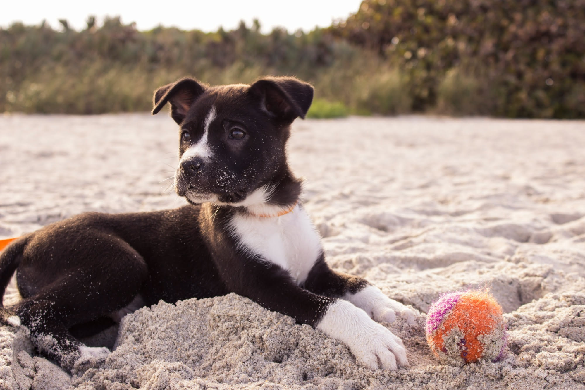 Cane a pelo chiaro sotto l'ombrellone in spiaggia mentre viene protetto dal sole con crema solare per cani sul naso