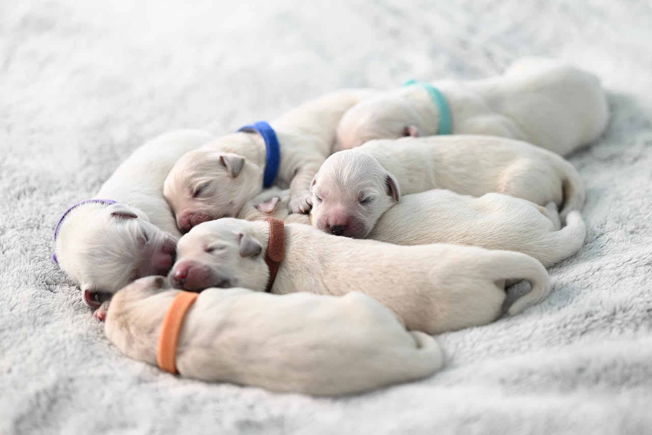 Cosa chiedere all'allevatore del cane: i consigli