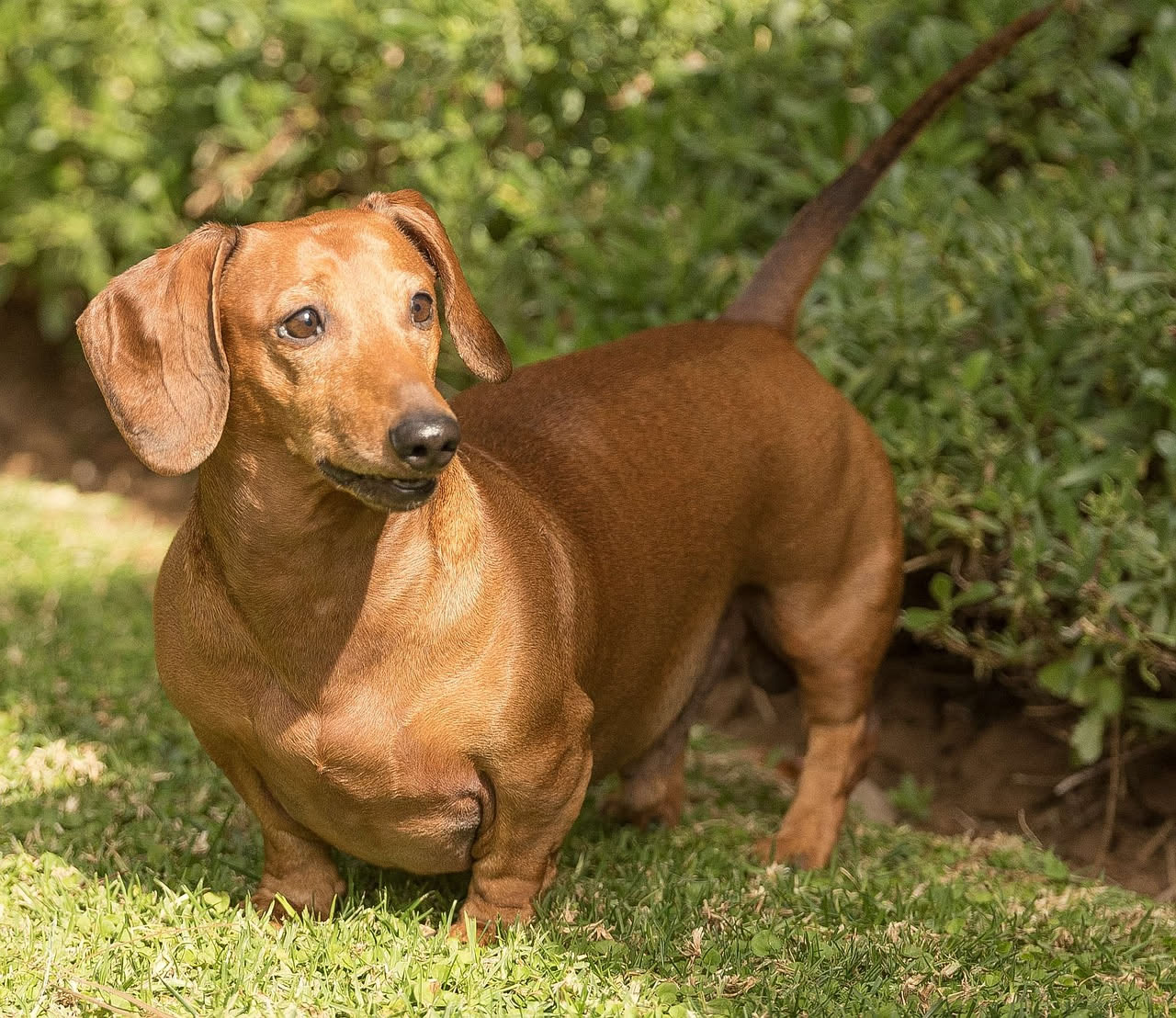 Cosa dice la coda del cane: la spiegazione