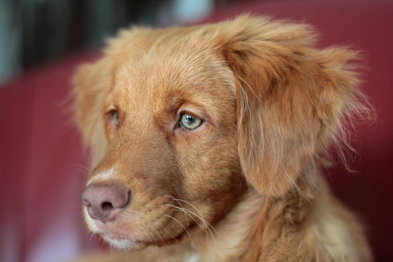 Cosa dicono occhi e muso del cane: la spiegazione
