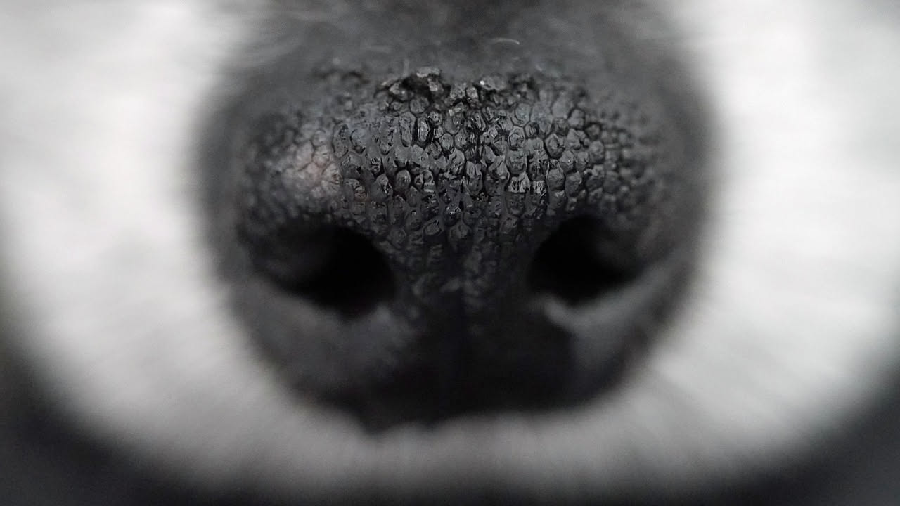 Cosa vede il cane con il naso: la spiegazione