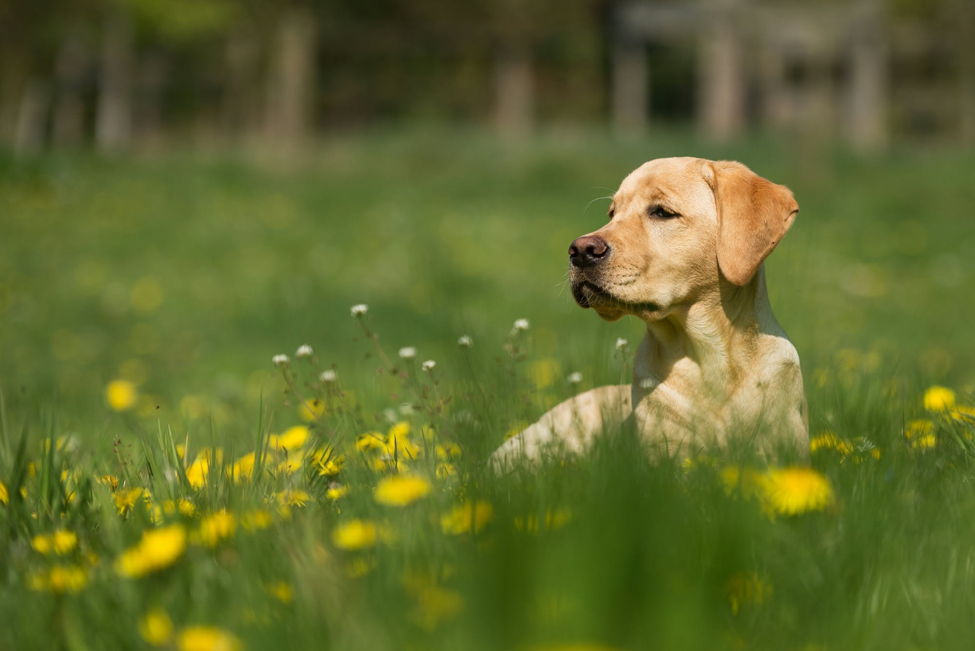 Labrador color miele spazzolato all'aperto durante la muta estiva, riferimento alla cura del pelo in estate