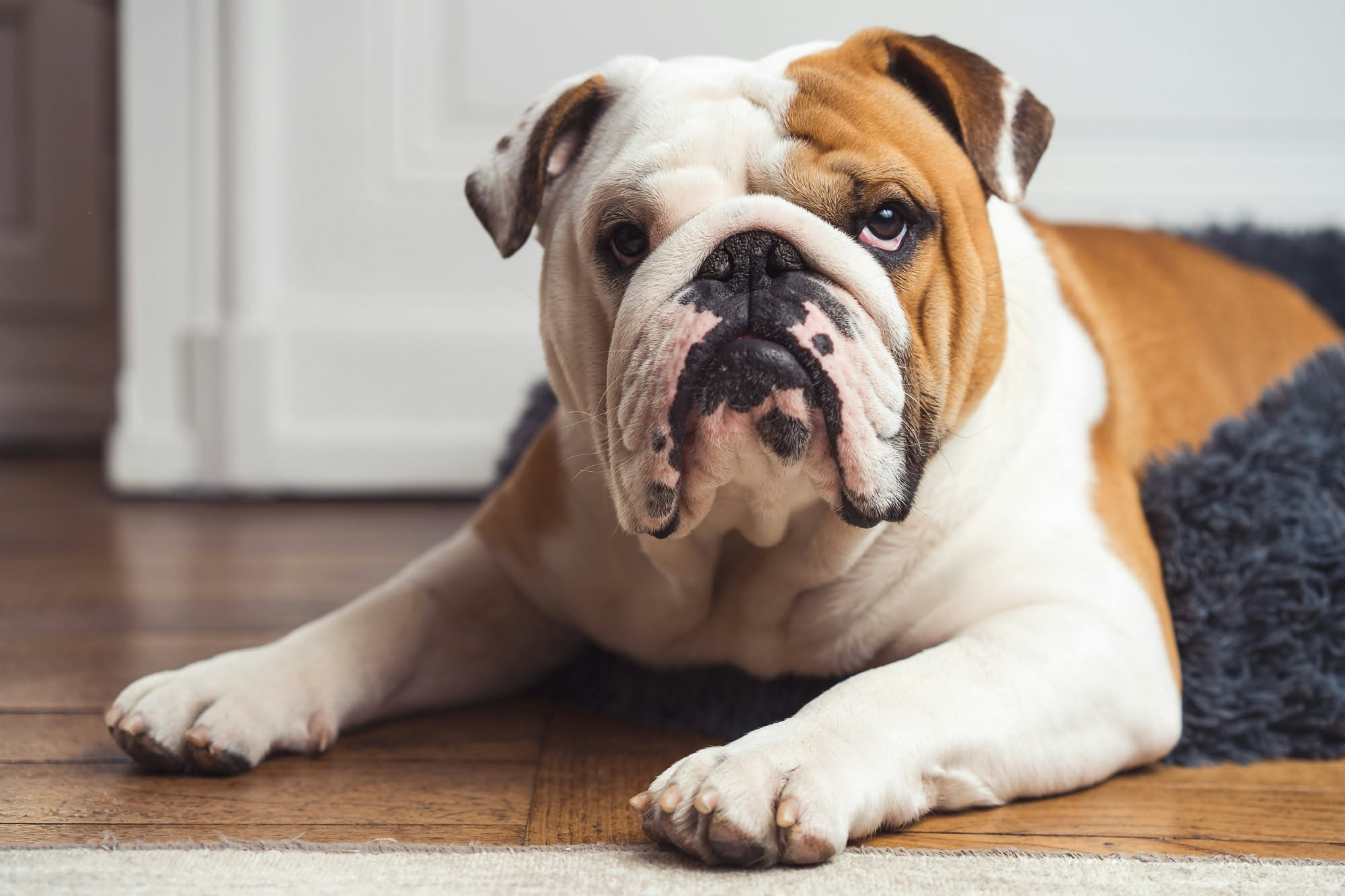Zampa di cane da vicino con cuscinetti plantari secchi e screpolati, su sfondo neutro, mostrando i dettagli della pelle delicata