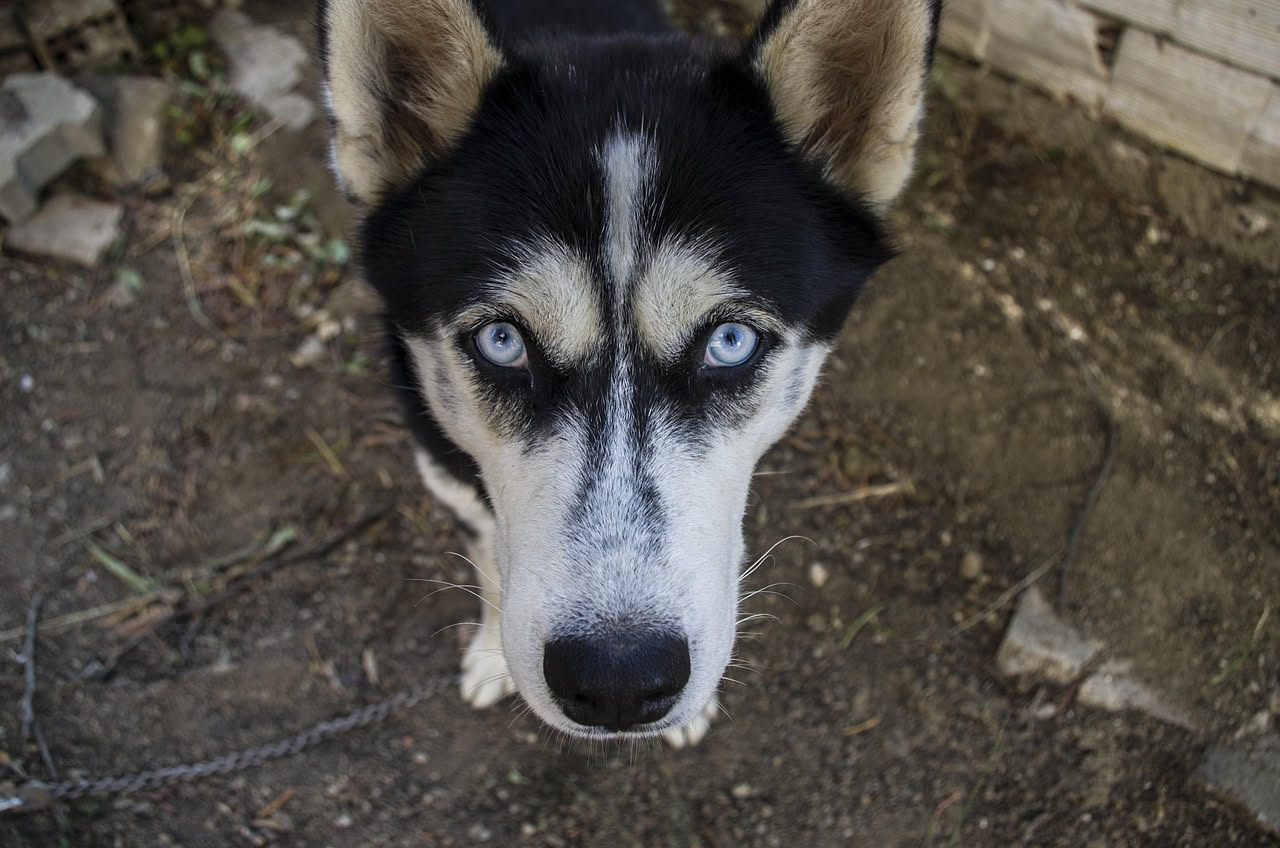 Da dove nasce una razza di cane: la storia