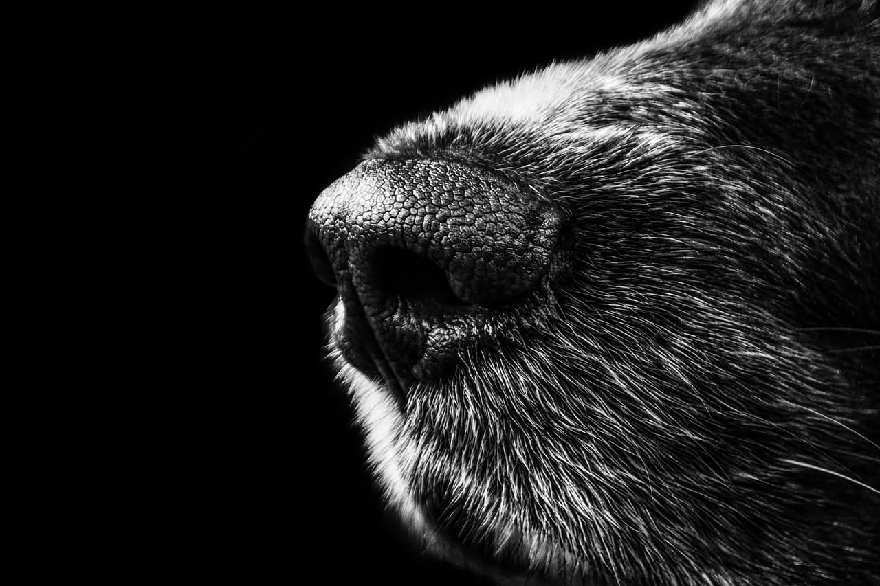 Cane di taglia media che tocca il naso con la zampa anteriore, primo piano del muso e dei vibrisse, sfondo neutro sfocato