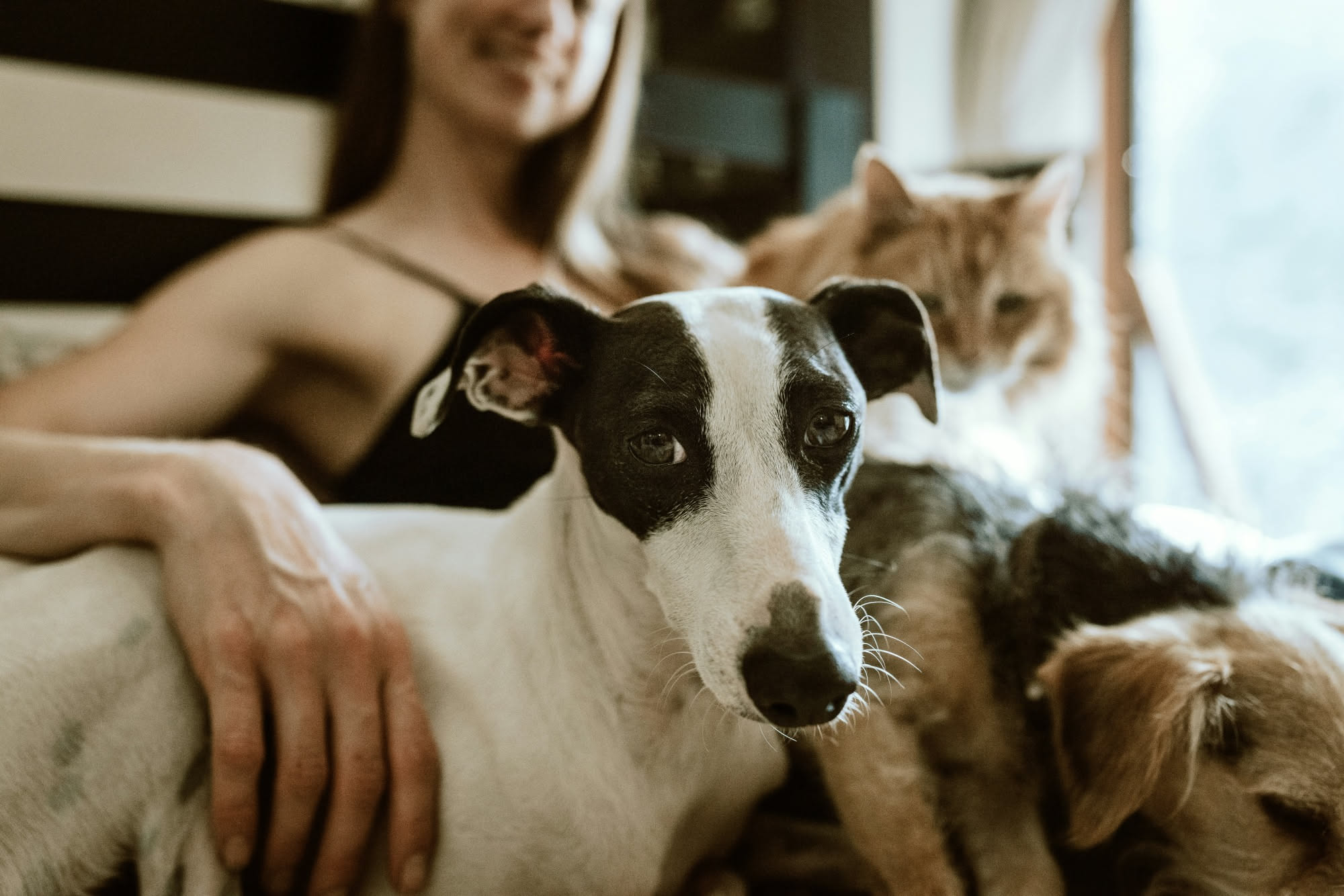 Ciotola di cibo fatto in casa per cani con carne, verdure e riso su un tavolo da cucina con sfondo neutro