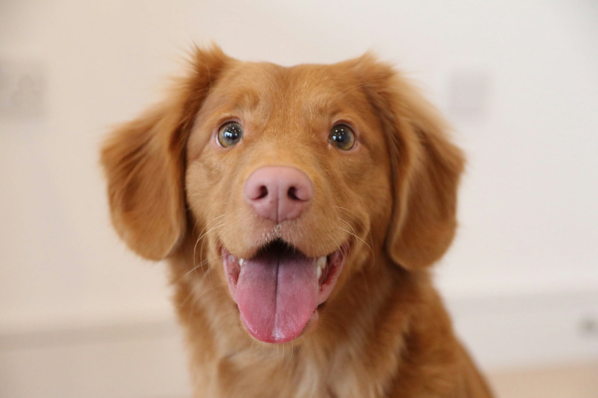 Bambino piccolo che accarezza dolcemente un cane bianco e marrone seduto su un divano grigio in un salotto luminoso, con genitori che osservano