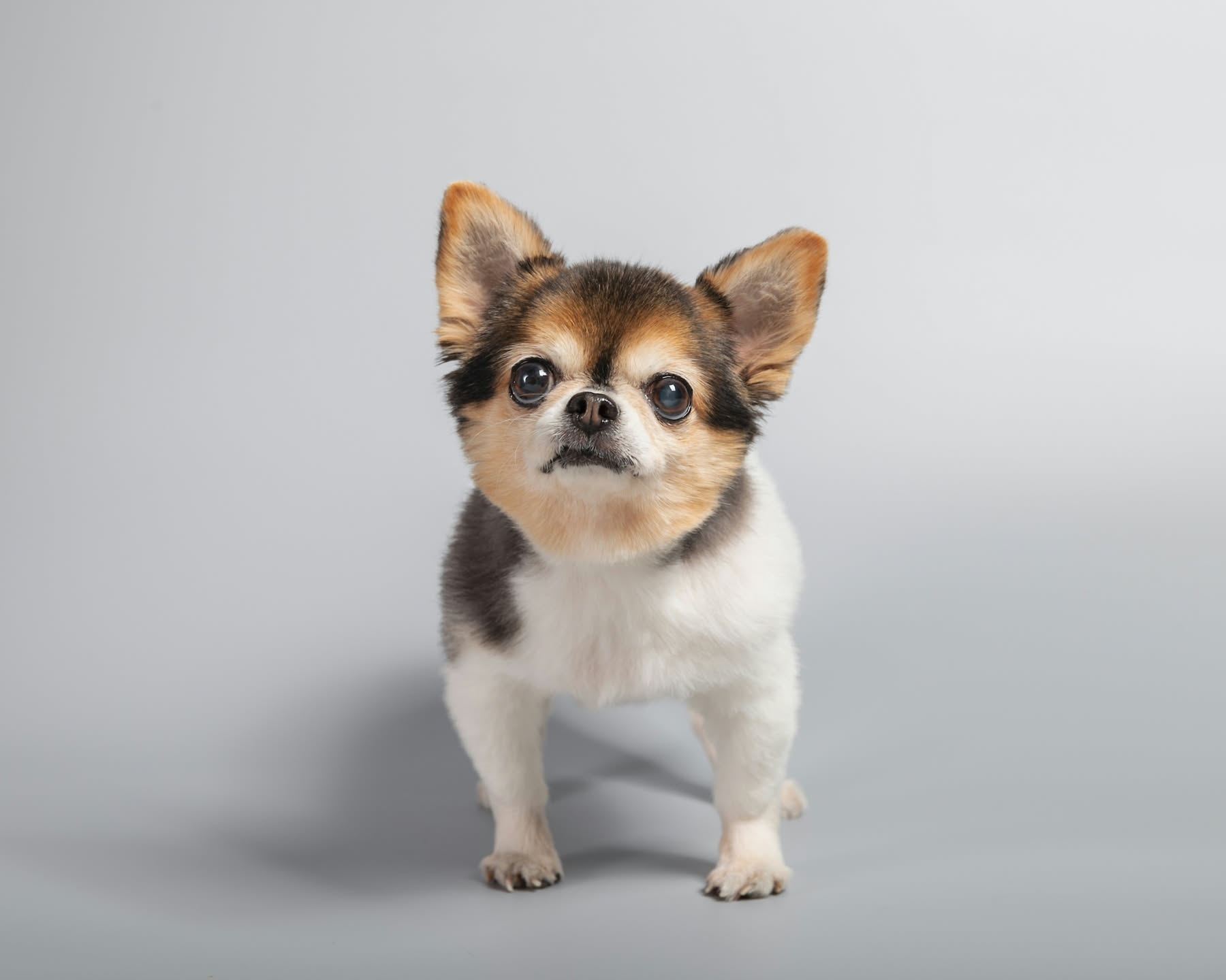 Piccolo Chihuahua sdraiato all'ombra su un pavimento fresco durante una calda giornata estiva