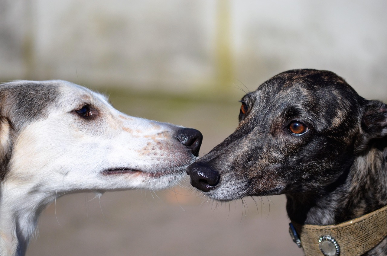 Cucciolo di cane marrone che gioca con altri cuccioli in un prato verde, circondato da persone che sorridono e lo accarezzano dolcemente