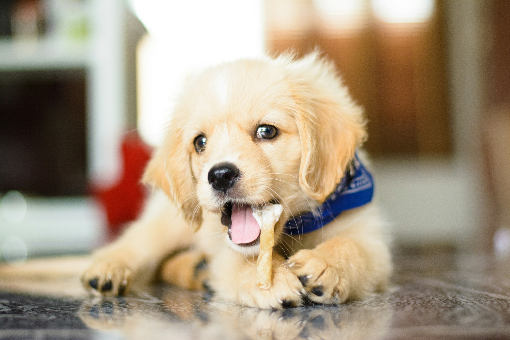 Cucciolo di cane marrone che mangia da una ciotola di ceramica bianca con crocchette, sfondo di cucina luminosa