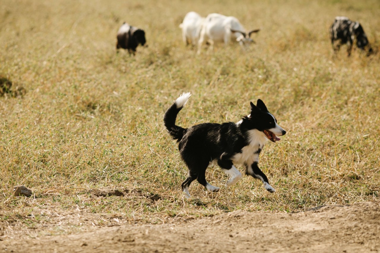 Cane di razza mista di colore marrone seduto accanto a una porta chiusa, con orecchie abbassate e sguardo triste, circondato da oggetti rovinati e carta strappata sul pavimento
