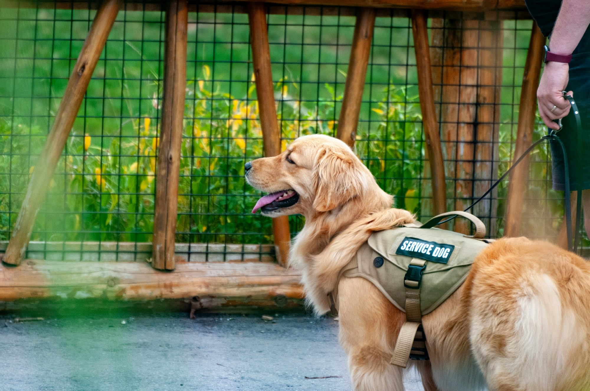 Bambino seduto accanto a un cane bianco e marrone che gioca dolcemente, con una mano posta gentilmente sulla testa dell'animale in un ambiente luminoso