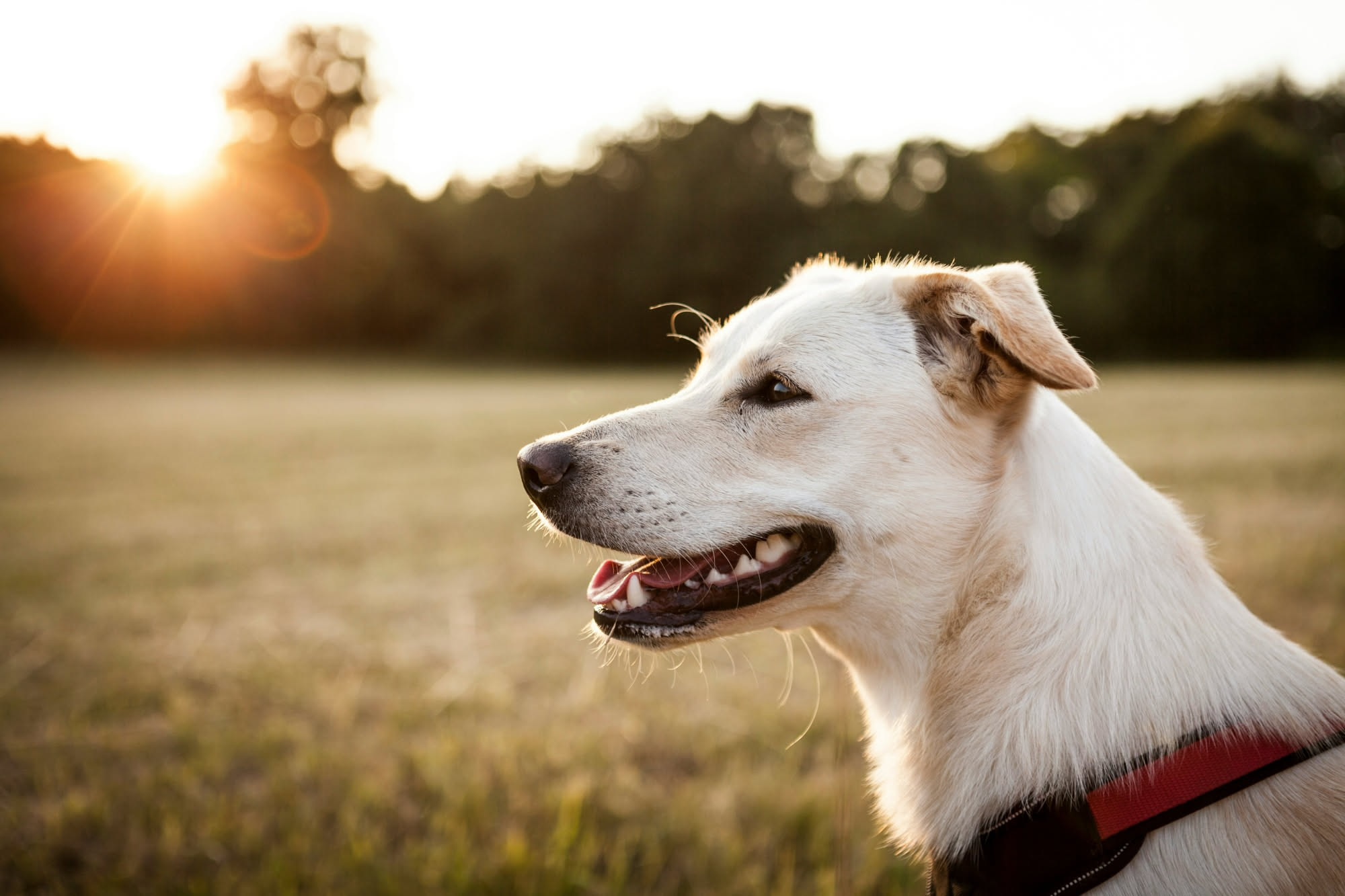 Cane marrone al parco durante una giornata soleggiata, con veterinario che applica pipetta antiparassitaria sulla nuca dell'animale