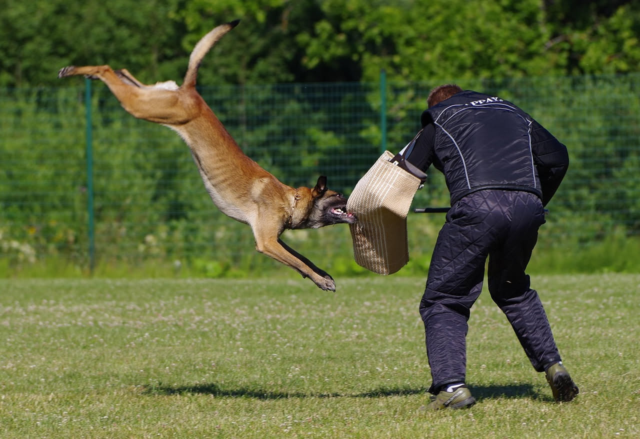 Perché i metodi coercitivi danneggiano il cane: la spiegazione