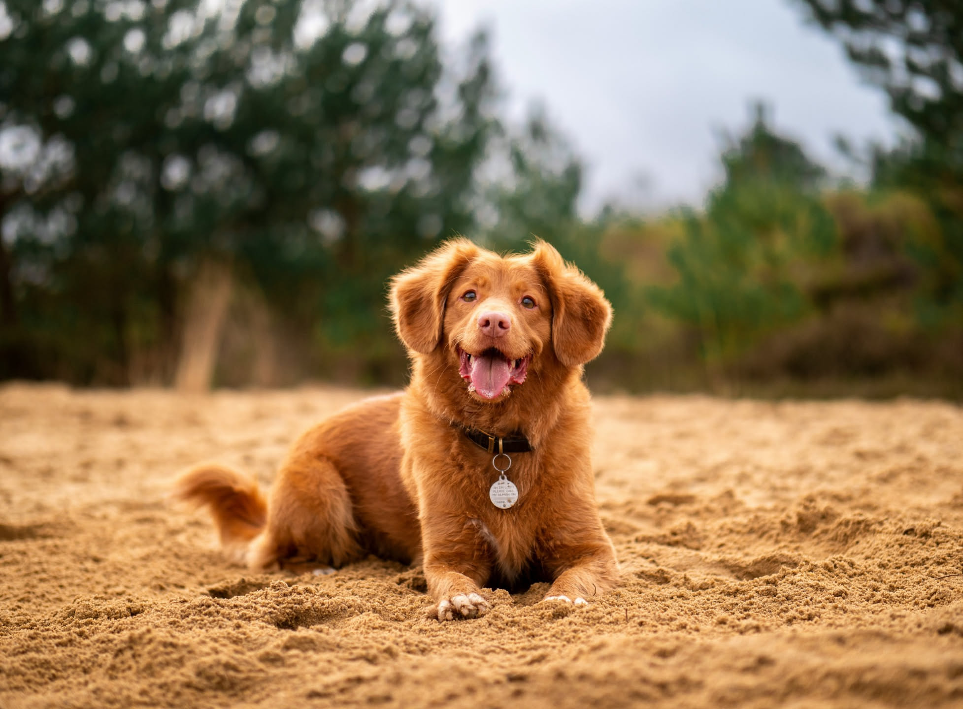 Cane marrone che si rotola sulla sabbia bagnata della spiaggia con le zampe in aria e la lingua fuori, sabbia che scende dal suo pelo