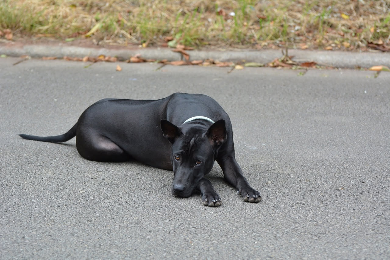 Cane marrone che guarda con sguardo triste il padrone che si allontana dalla porta di casa, simbolo di dipendenza emotiva e ansia da separazione