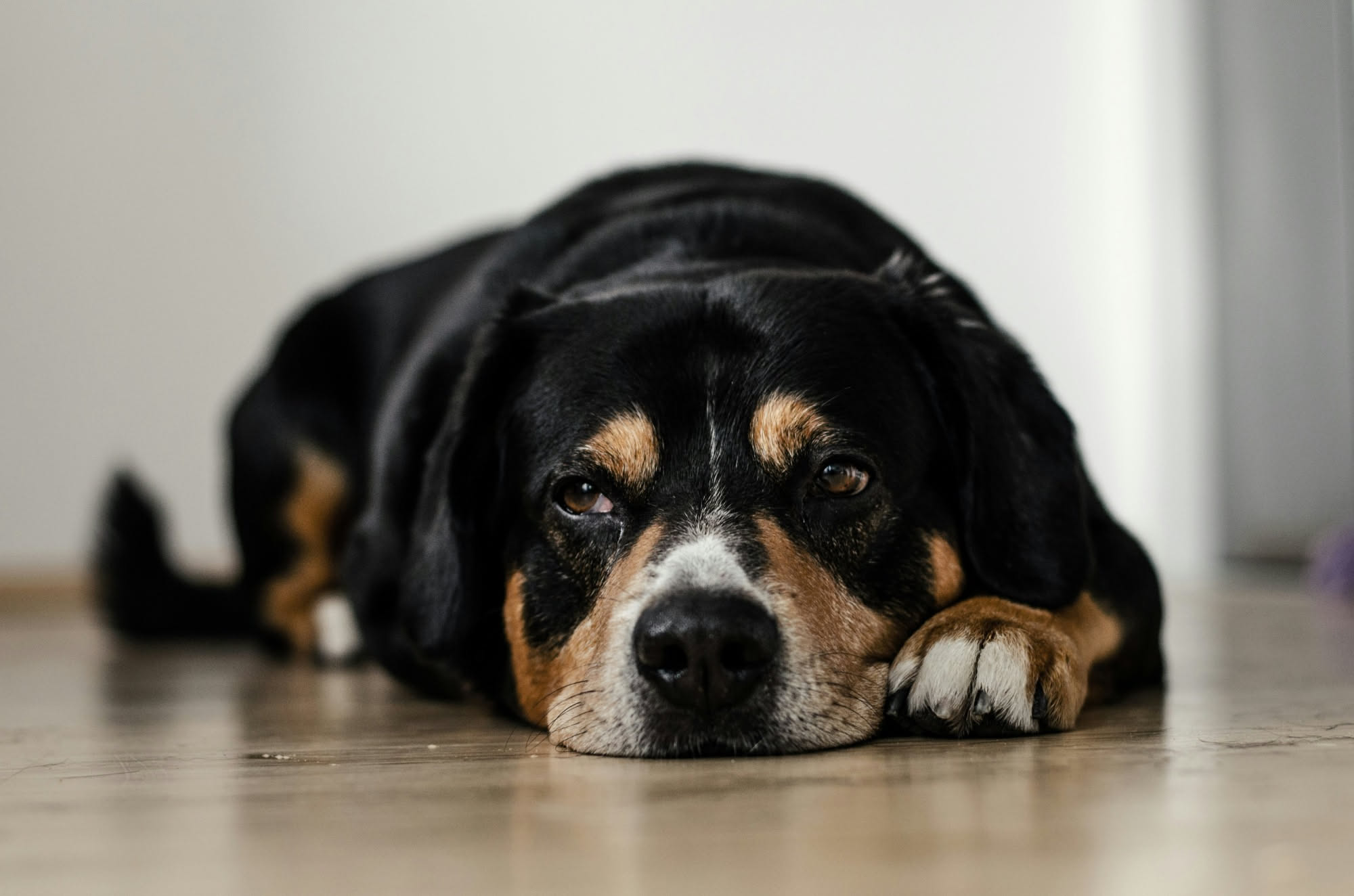 Cane di taglia media con sguardo fisso rivolto verso una persona seduta che mangia, con focus intenso e attentivo
