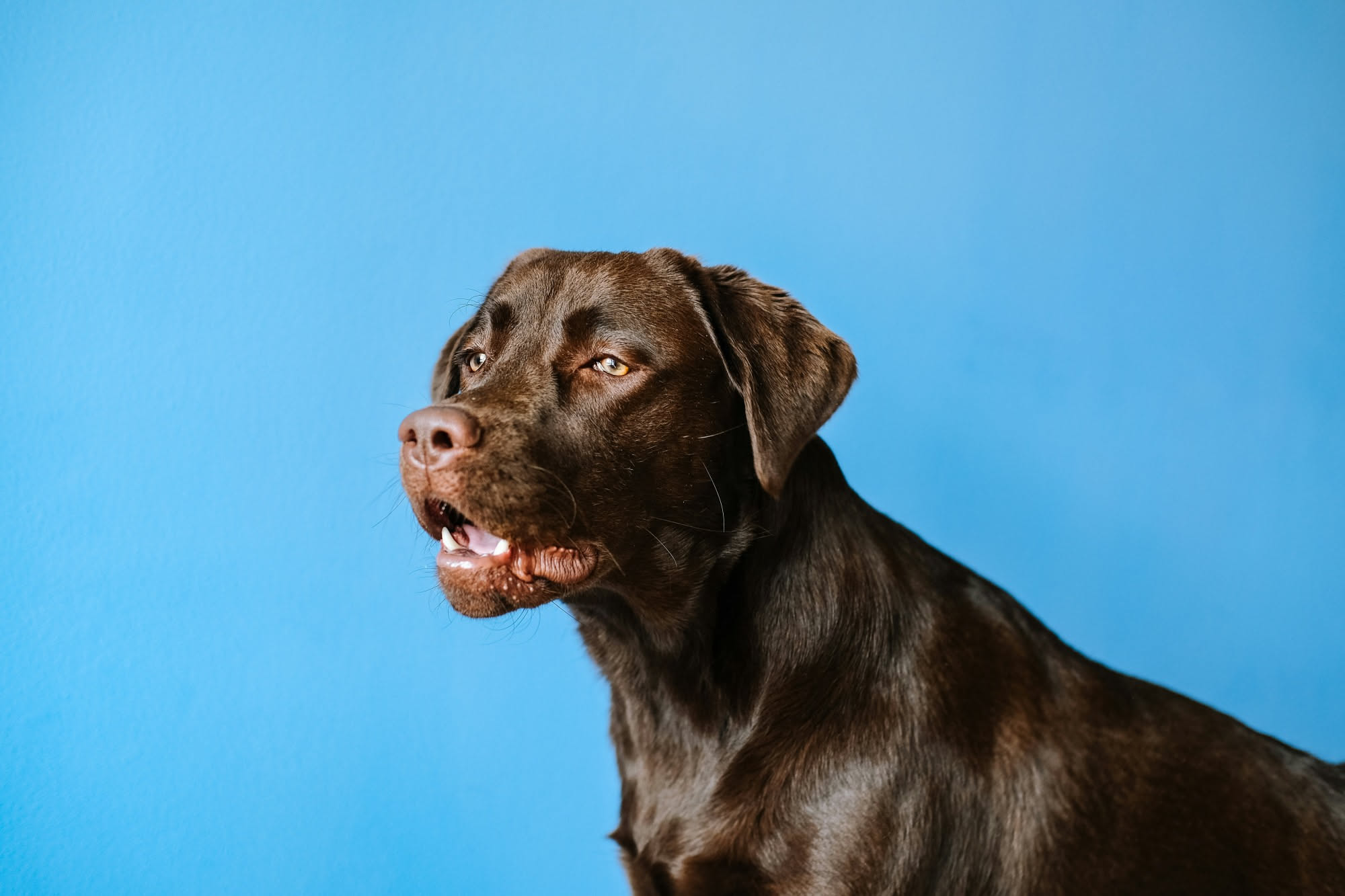 Tavoletta di cioccolato fondente su un tavolo con un cane golden retriever sullo sfondo che guarda in direzione del dolce
