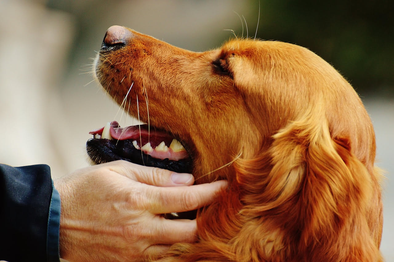 Due cani che giocano insieme in un parco verde, uno leggermente sopra l'altro, in atteggiamento di gioco reciproco senza segni di aggressività