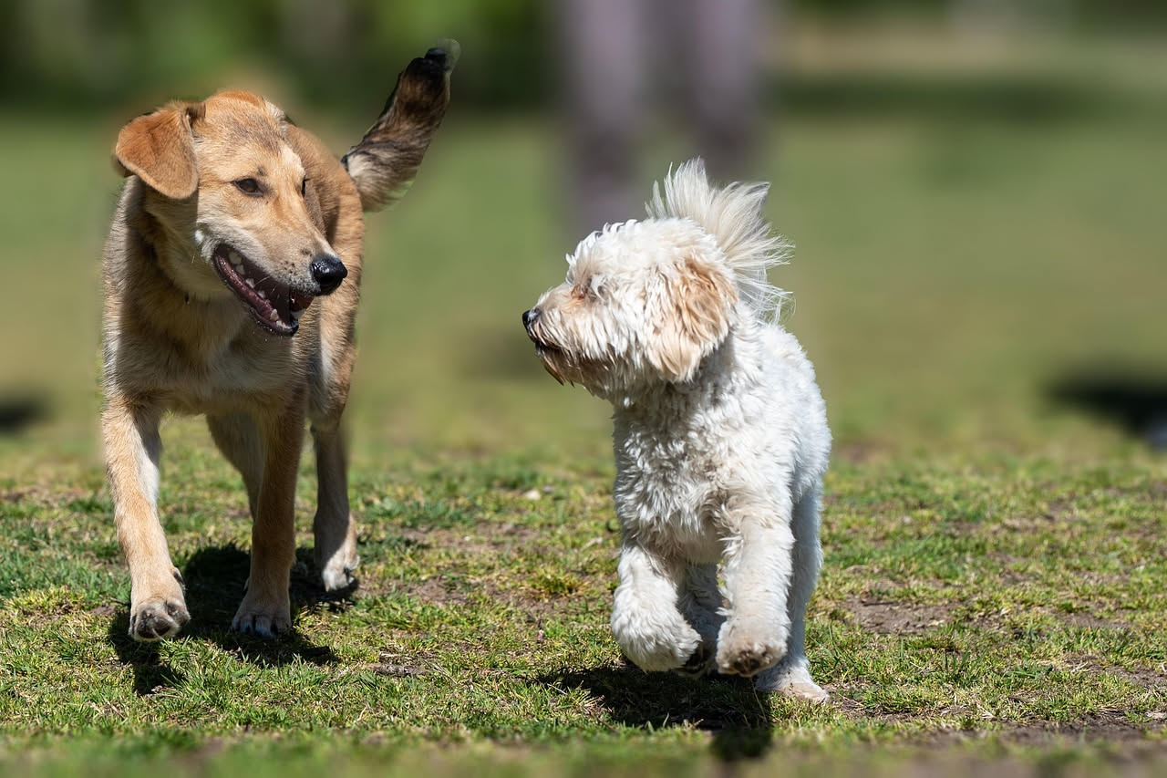 Cucciolo di cane in mezzo a persone diverse che lo accarezzano in un ambiente luminoso e tranquillo, mentre il piccolo cane interagisce fiduciosamente