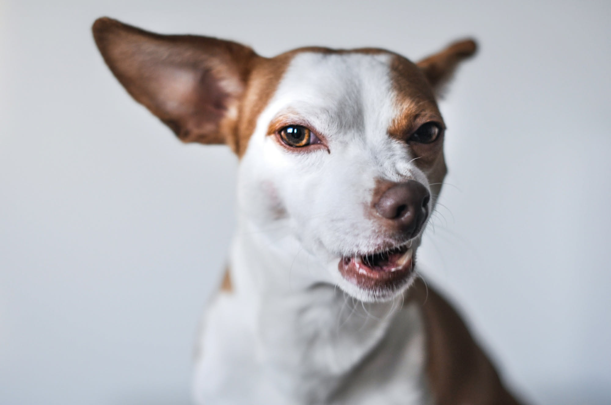 Primo piano di un carlino dal muso schiacciato che ansima, esempio di cane brachicefalo vulnerabile al caldo estivo