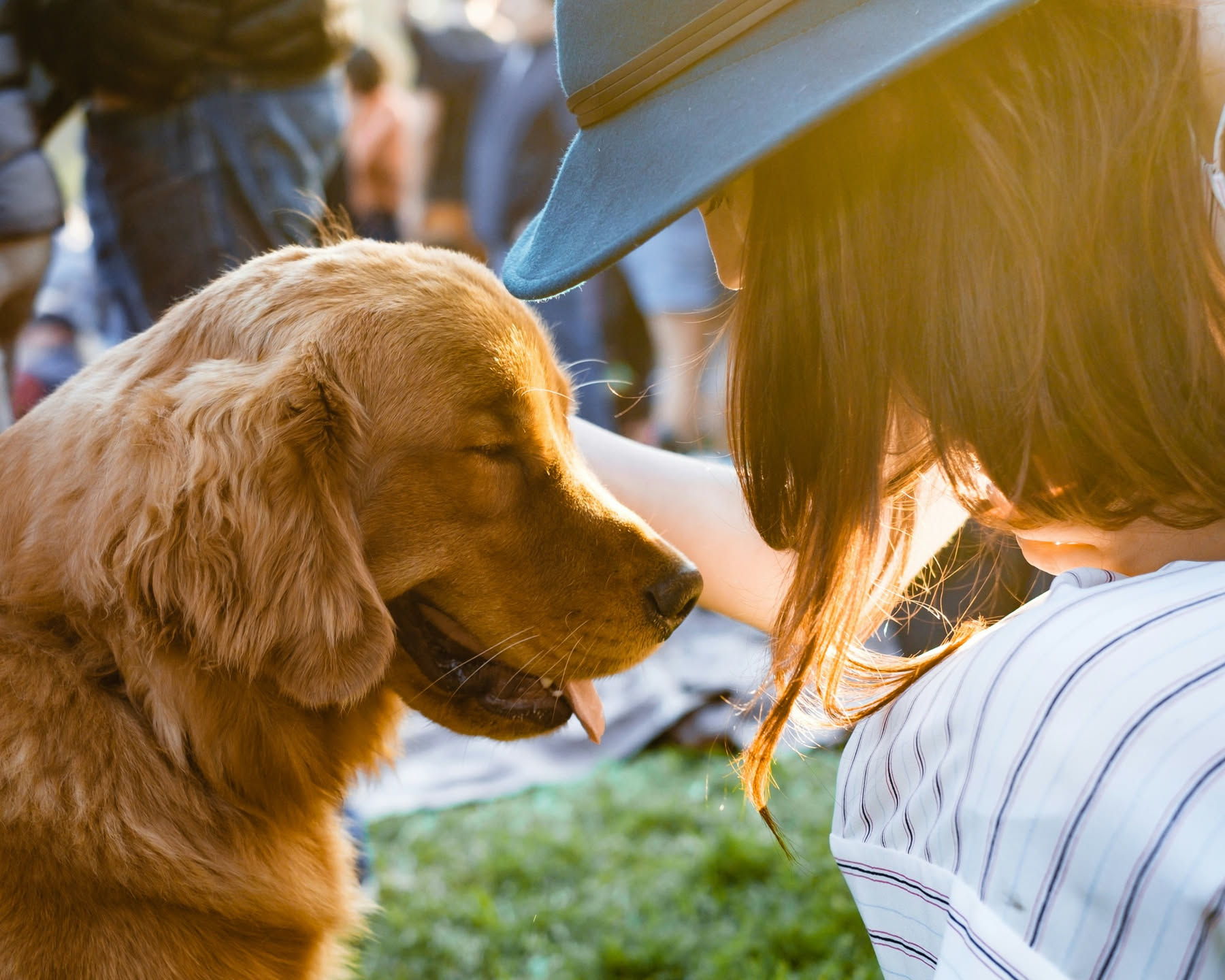 Cane di piccola taglia color marrone seduto in grembo a una donna che lo accarezza dolcemente, in un ambiente interno luminoso con sole che entra da una finestra