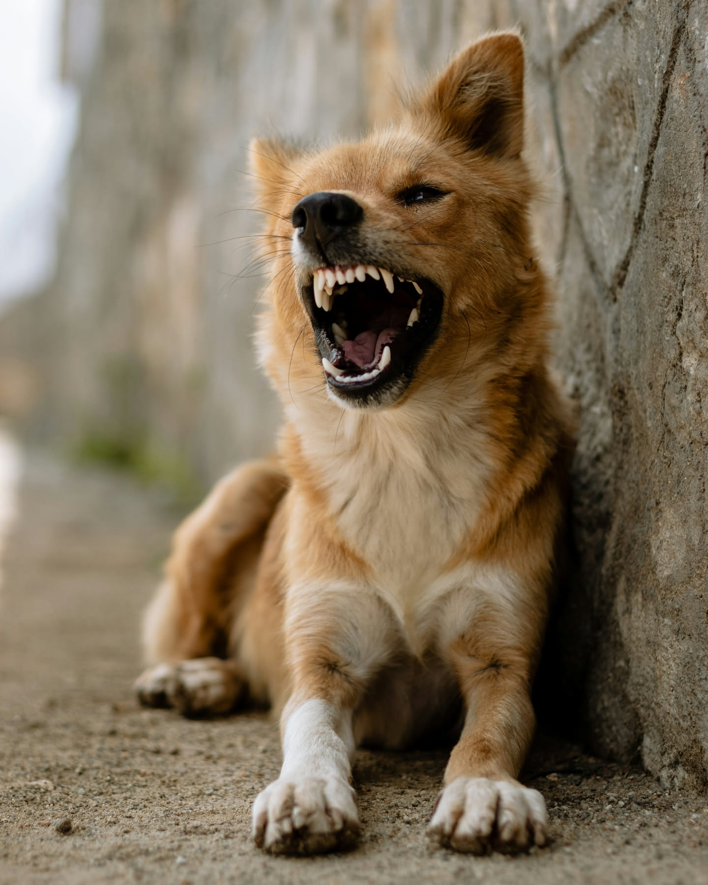 Cane sdraiato con espressione infastidita in una giornata afosa, riferimento all'irritabilità legata al caldo estivo