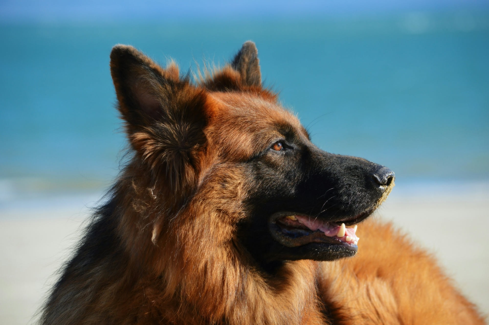 Cane che ansima intensamente in una giornata umida e afosa, con aria carica di umidità che rende difficile il raffreddamento