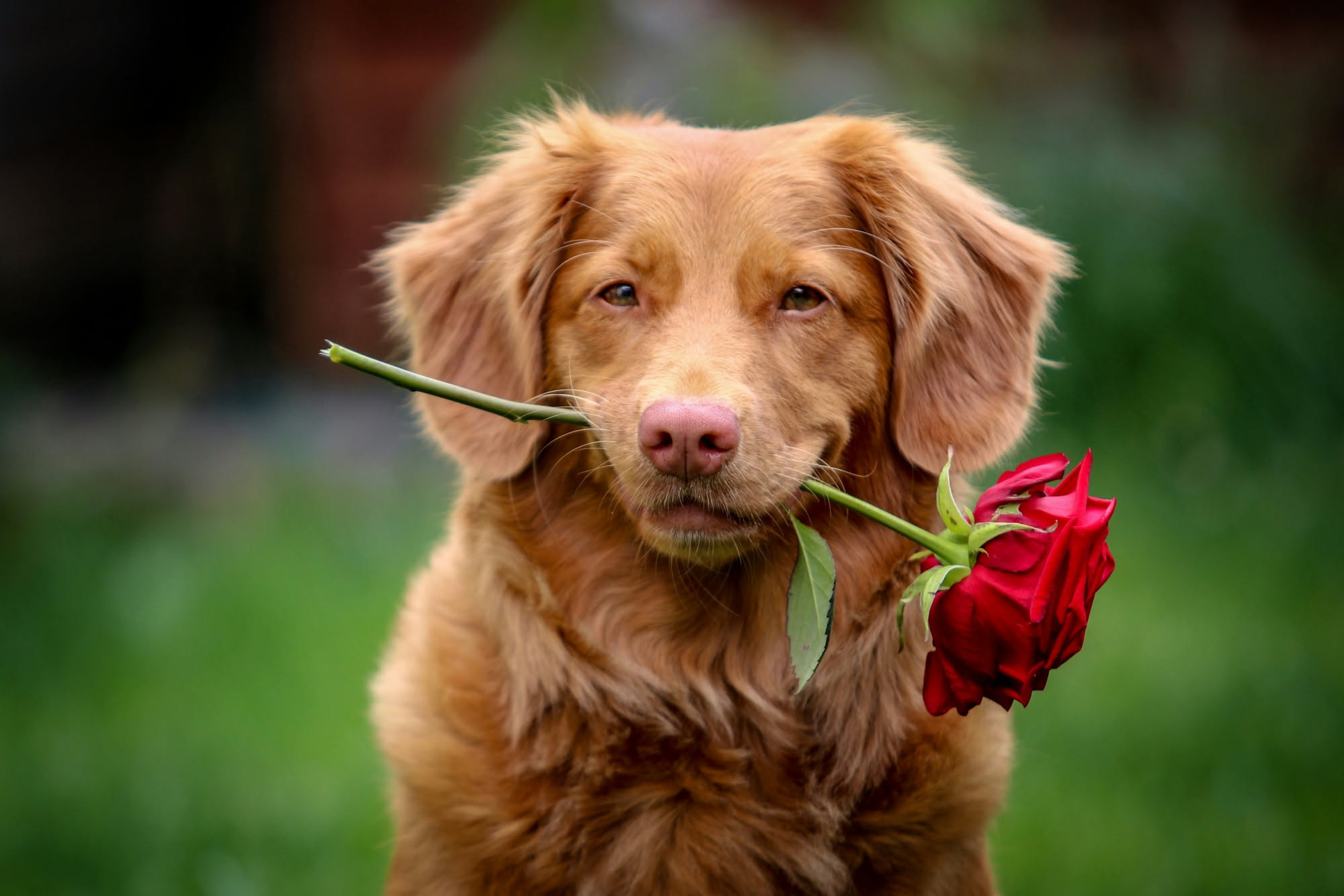 Giardino fiorito con piante ornamentali verdi e fiori rosa, con un cane marrone che esplora il terreno tra le aiuole