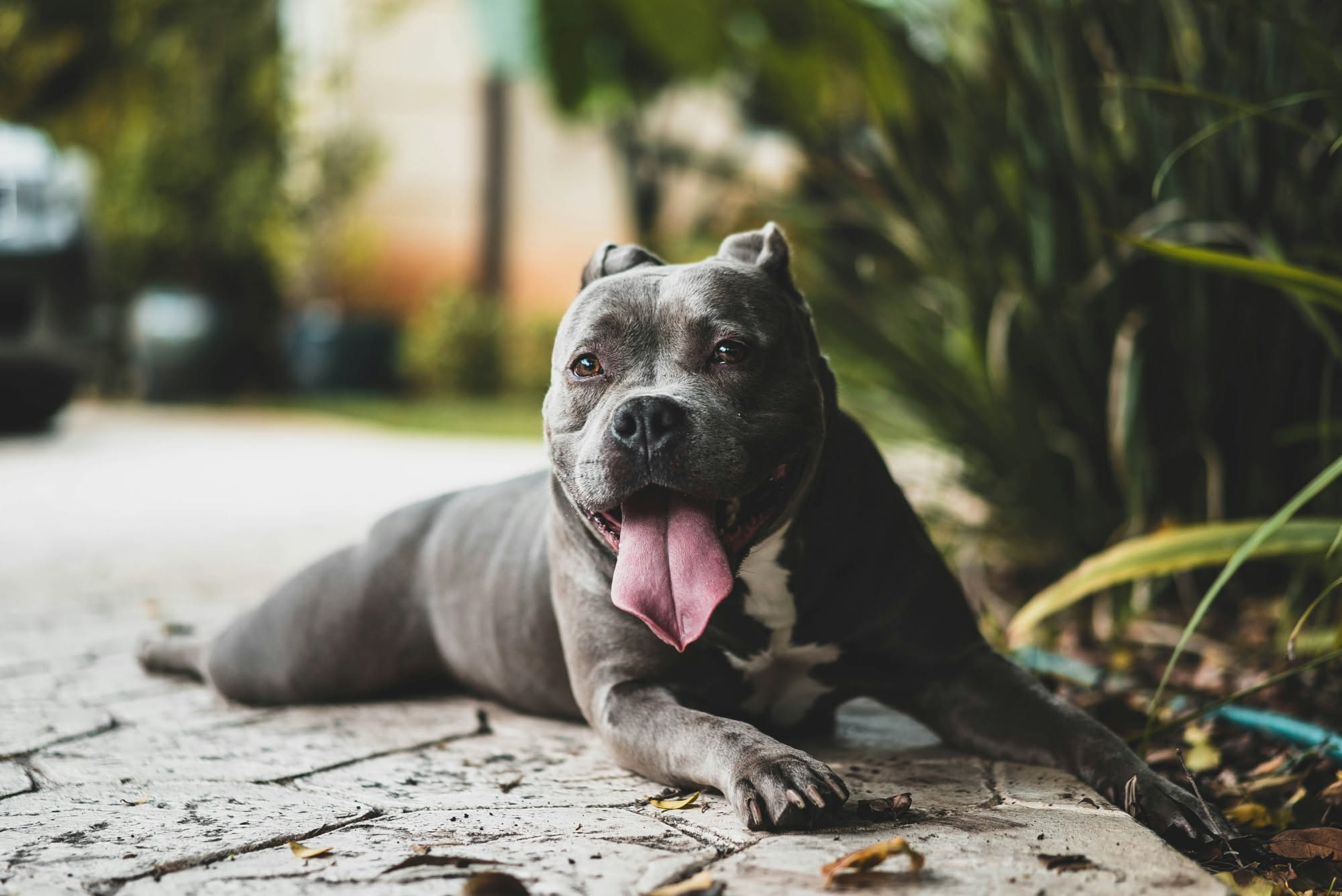 Pitbull dal pelo raso sdraiato all'ombra in estate, riferimento alla protezione solare e alla cura della pelle sensibile