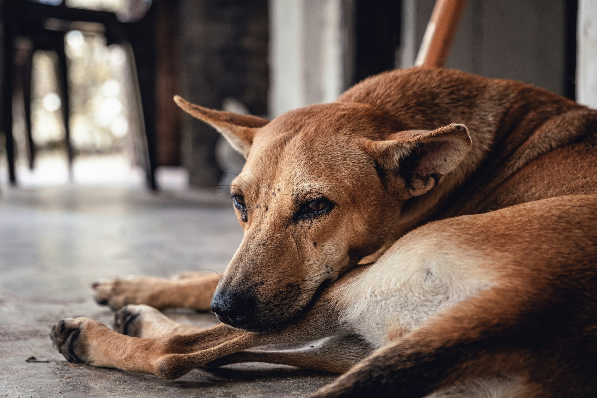 Cane che si gratta il fianco all'aperto in una giornata calda, riferimento al prurito e alla dermatite da calore nel cane
