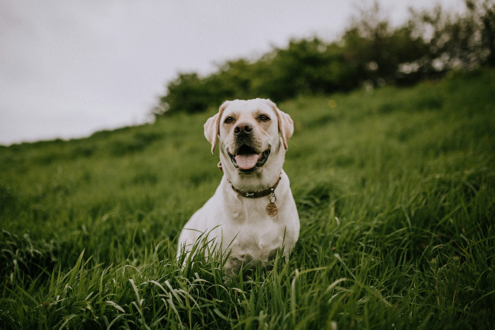 Cane che si gratta il fianco con le zampe posteriori, primo piano della zona interessata con pelo arruffato e arrossato