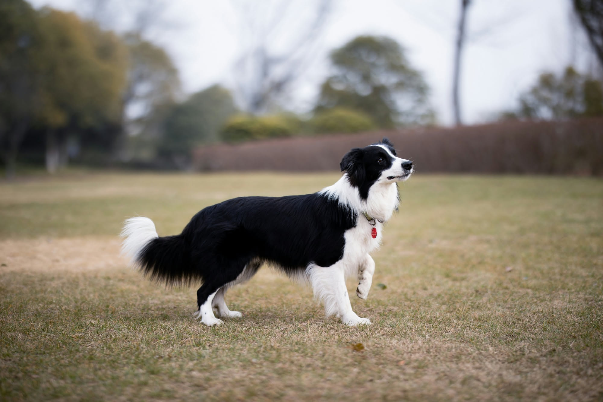 Border Collie nero e bianco in posizione di pastore, sguardo intenso e attento su un prato erboso con colline sullo sfondo