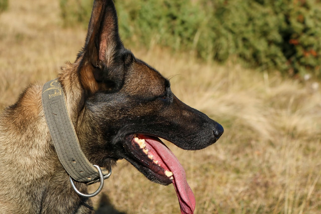 Qual è l'origine dei primi cani da lavoro: la storia