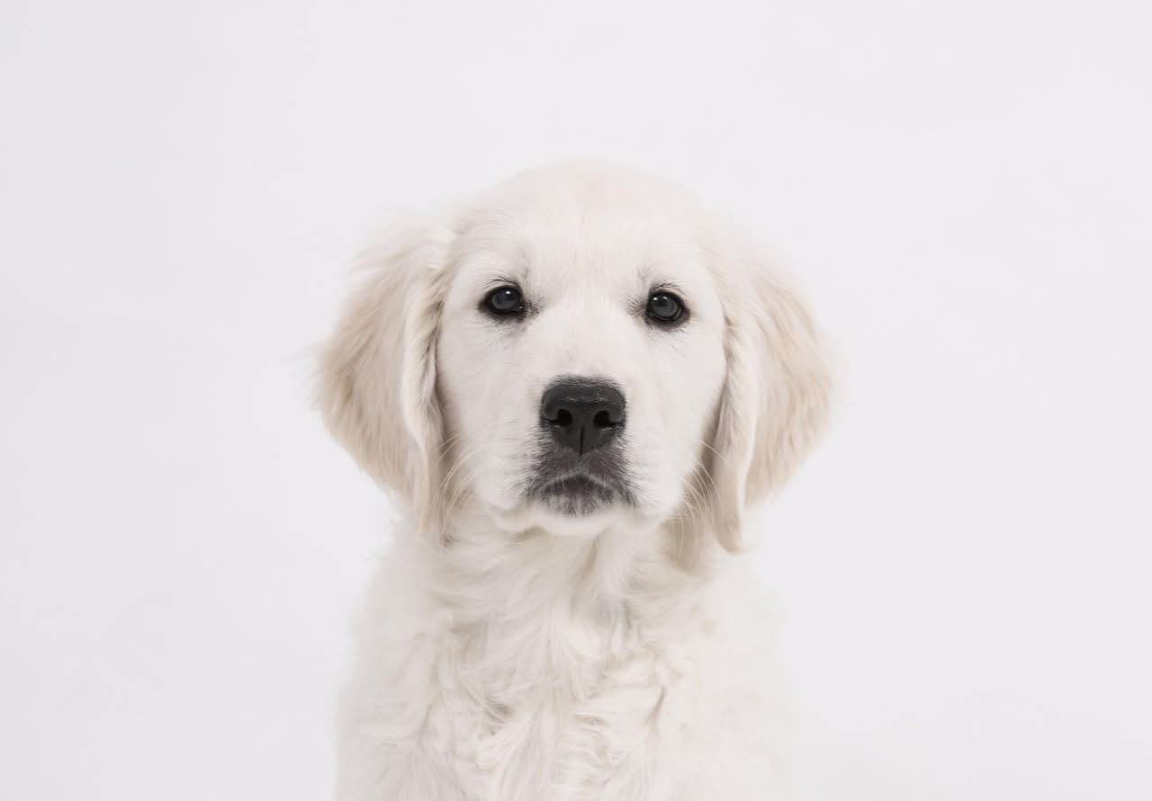 Qual è l'origine della selezione dei cani: la storia