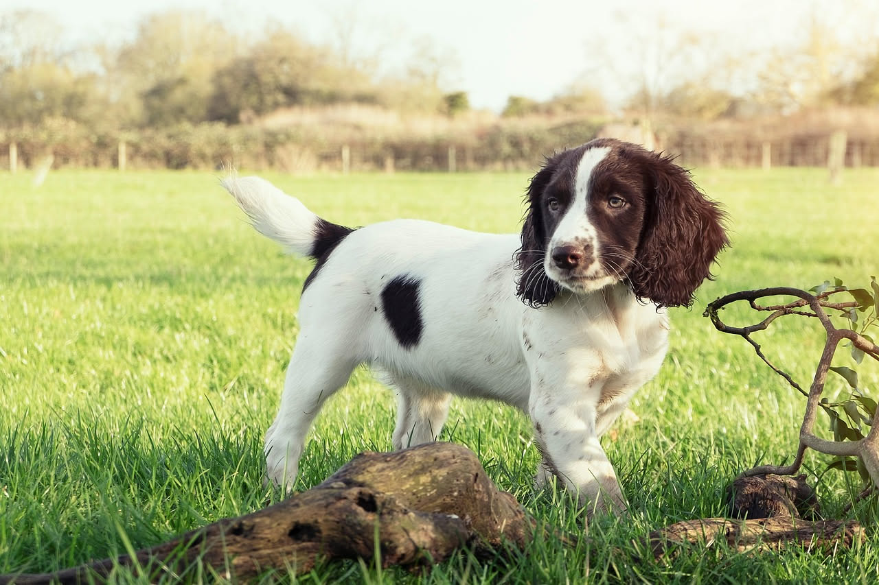 Qual è la storia del cane da caccia dell'uomo: le origini