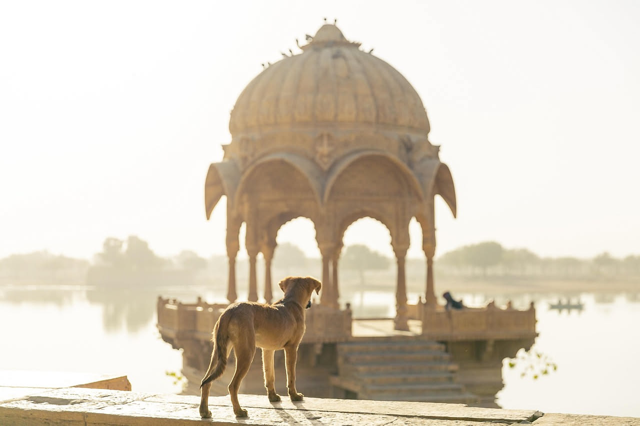 Qual è la storia del cane nelle civiltà antiche: le origini