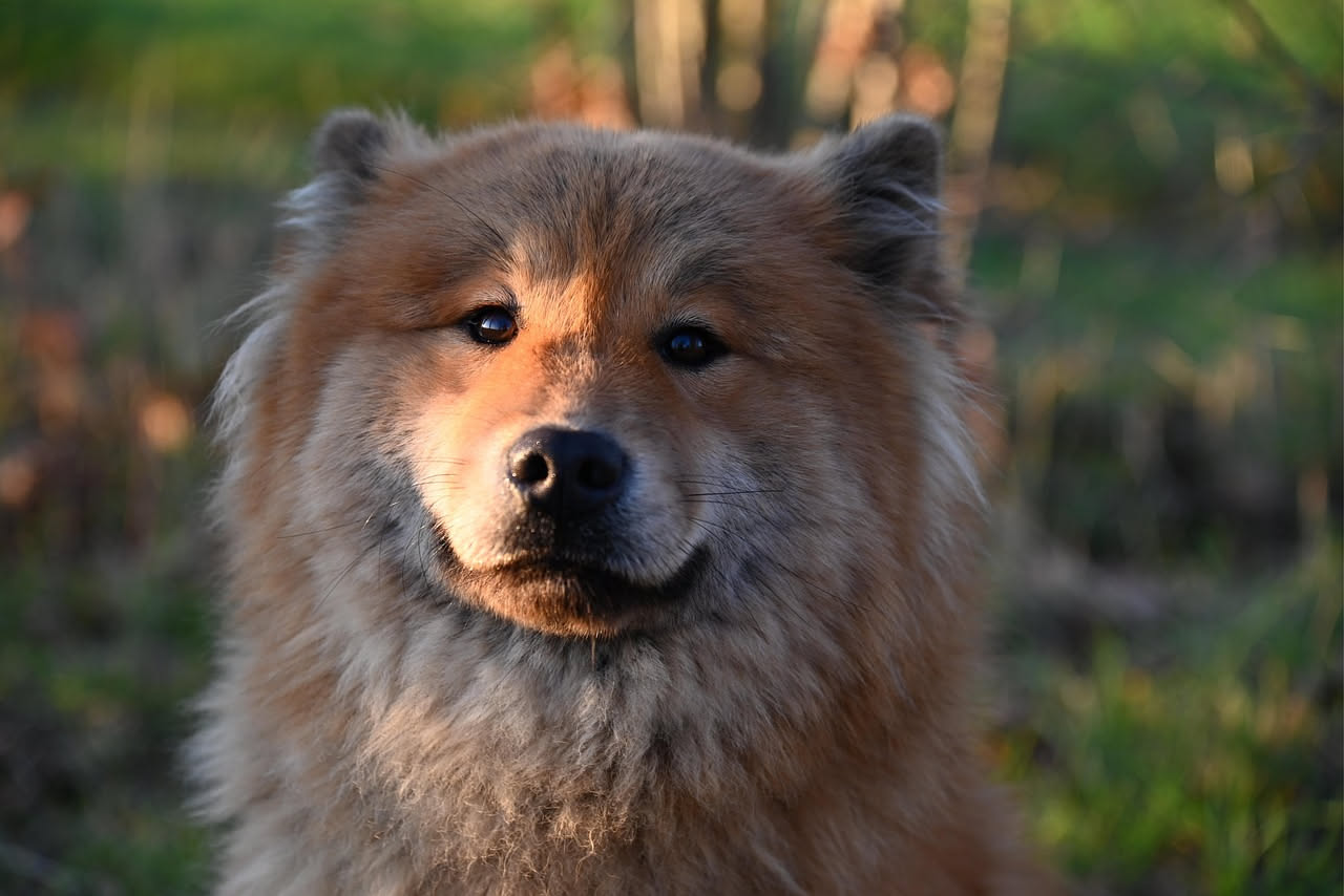 Qual è la storia del legame tra uomo e cane: le origini