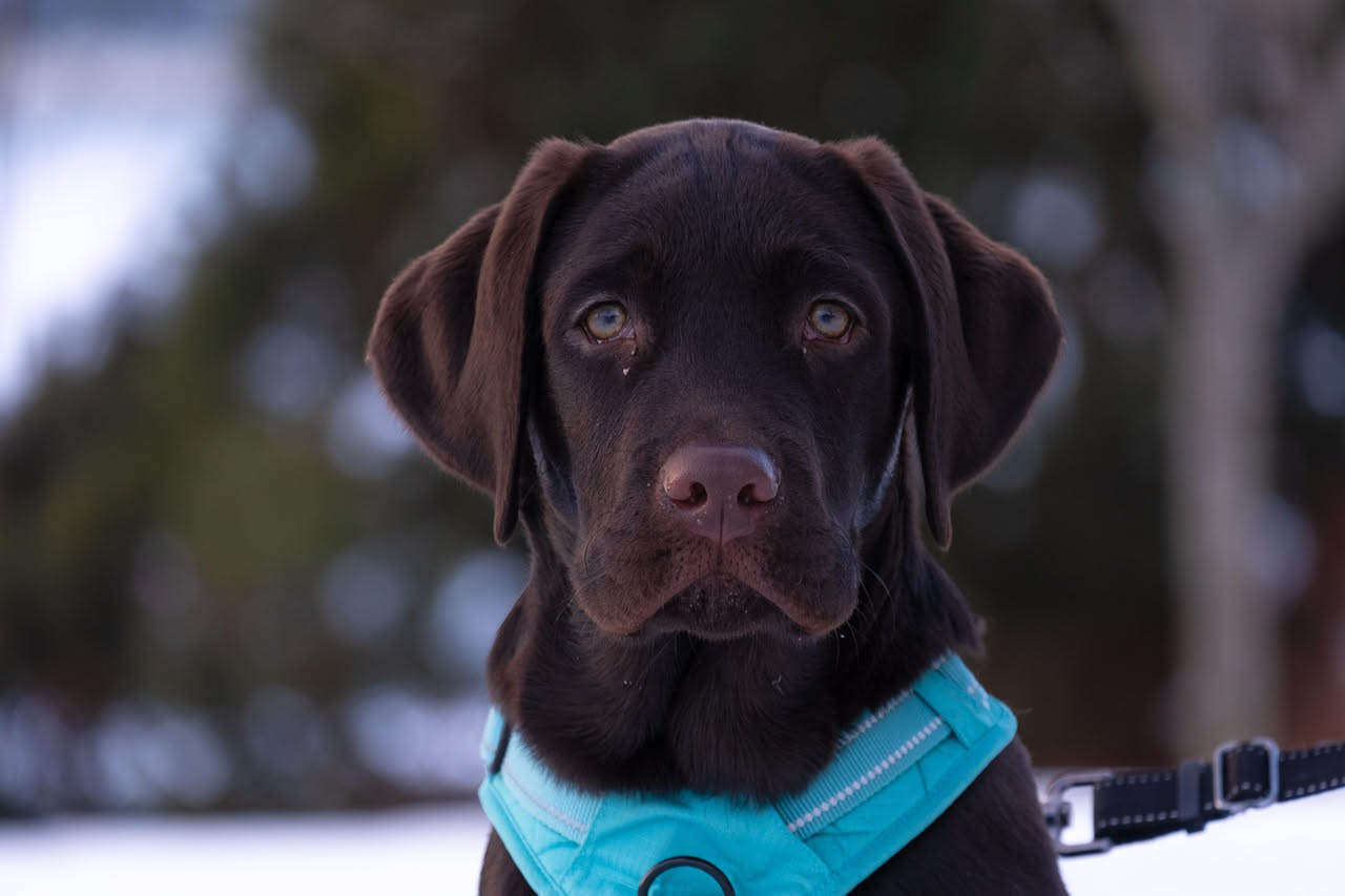 Quale cane scegliere se lavori tutto il giorno: la guida