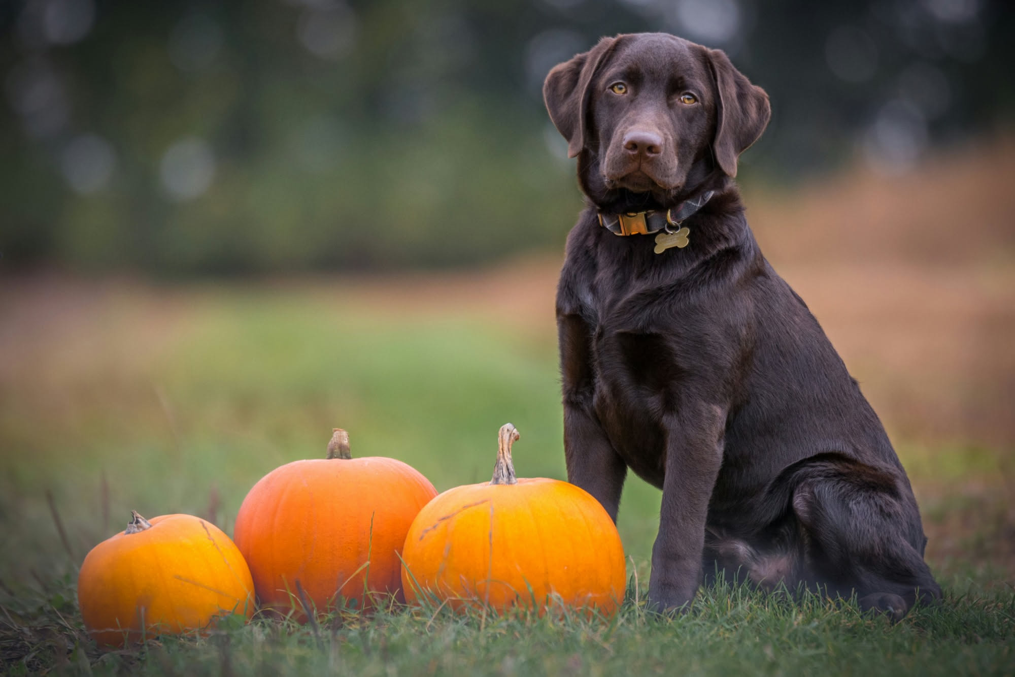 Ciotola vuota di un cane accanto a vari alimenti vietati come cioccolato, uva, avocado e cipolla su una superficie in legno chiaro