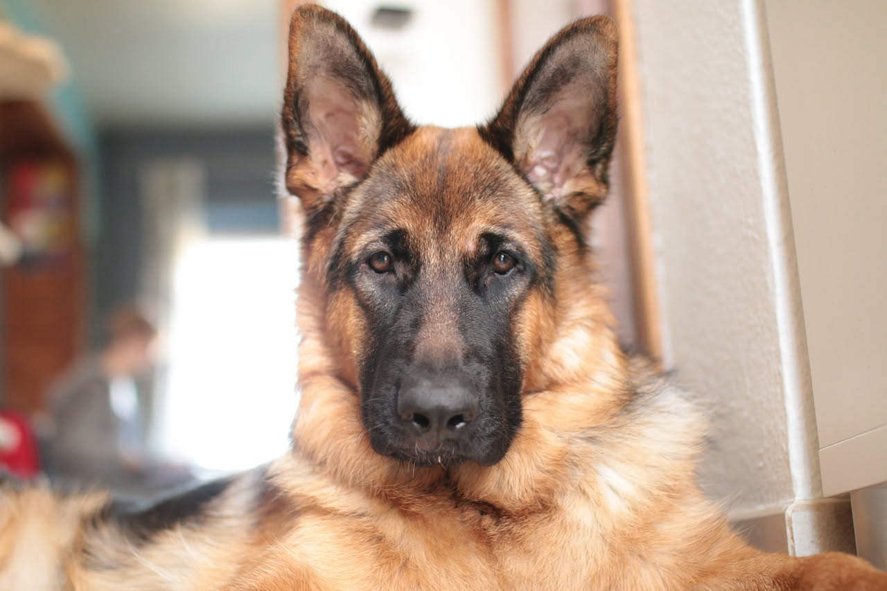 Quali cani sono adatti a chi è alle prime armi: la guida