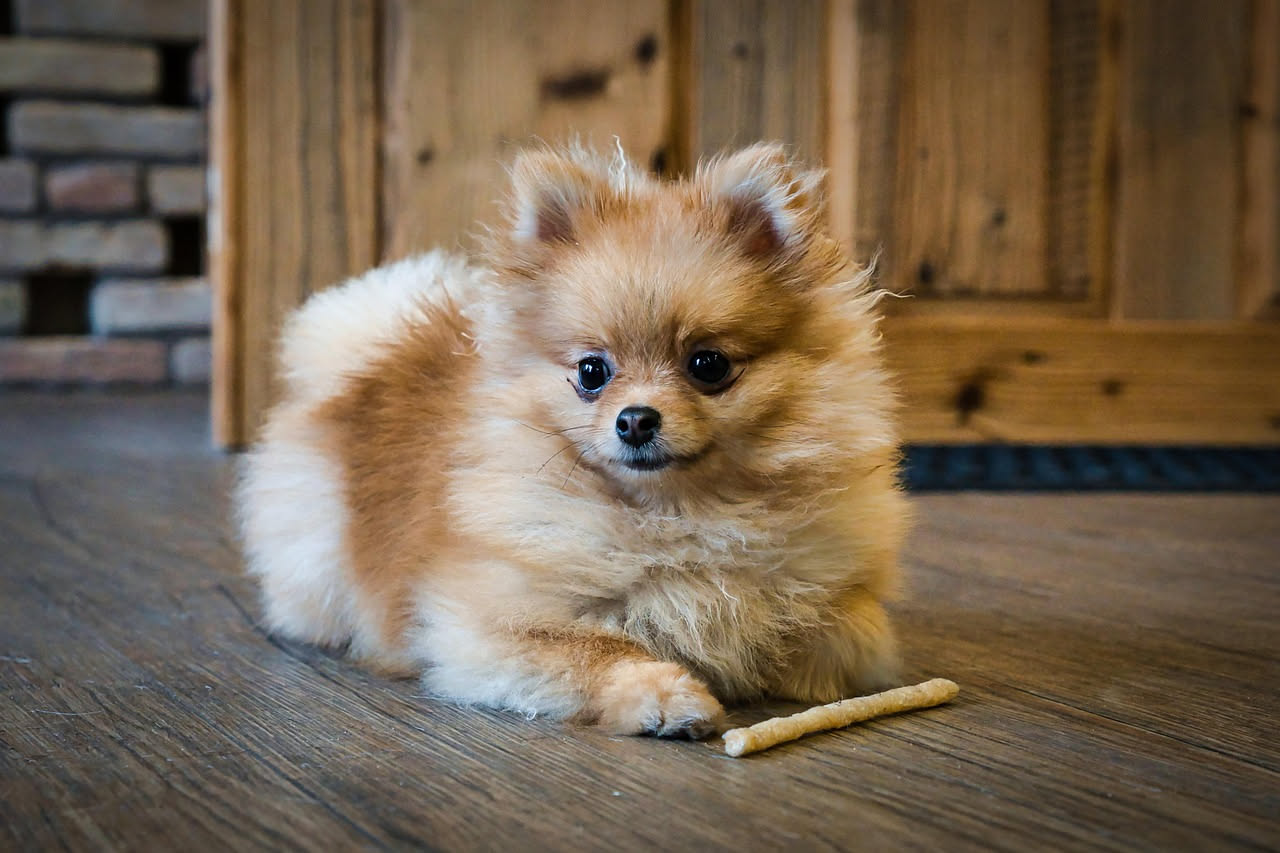 Quali differenze di dieta tra cani piccoli e grandi: la guida