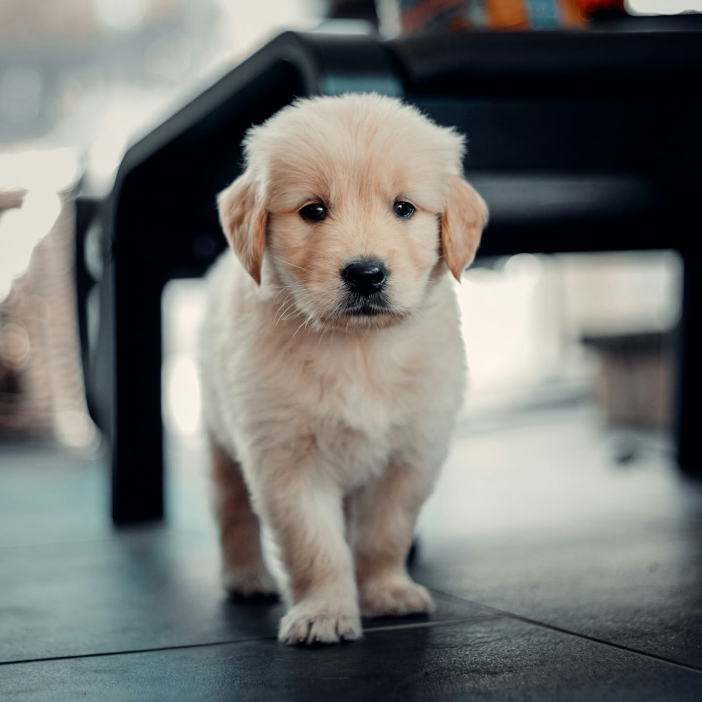 Un cane marrone e bianco entra timidamente in una casa luminosa, con una famiglia in background che lo osserva da lontano