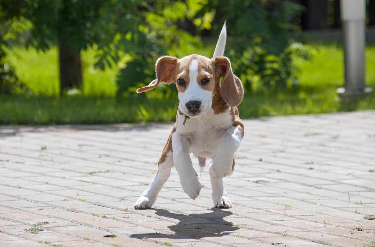 Quali errori rovinano il richiamo del cane: la guida
