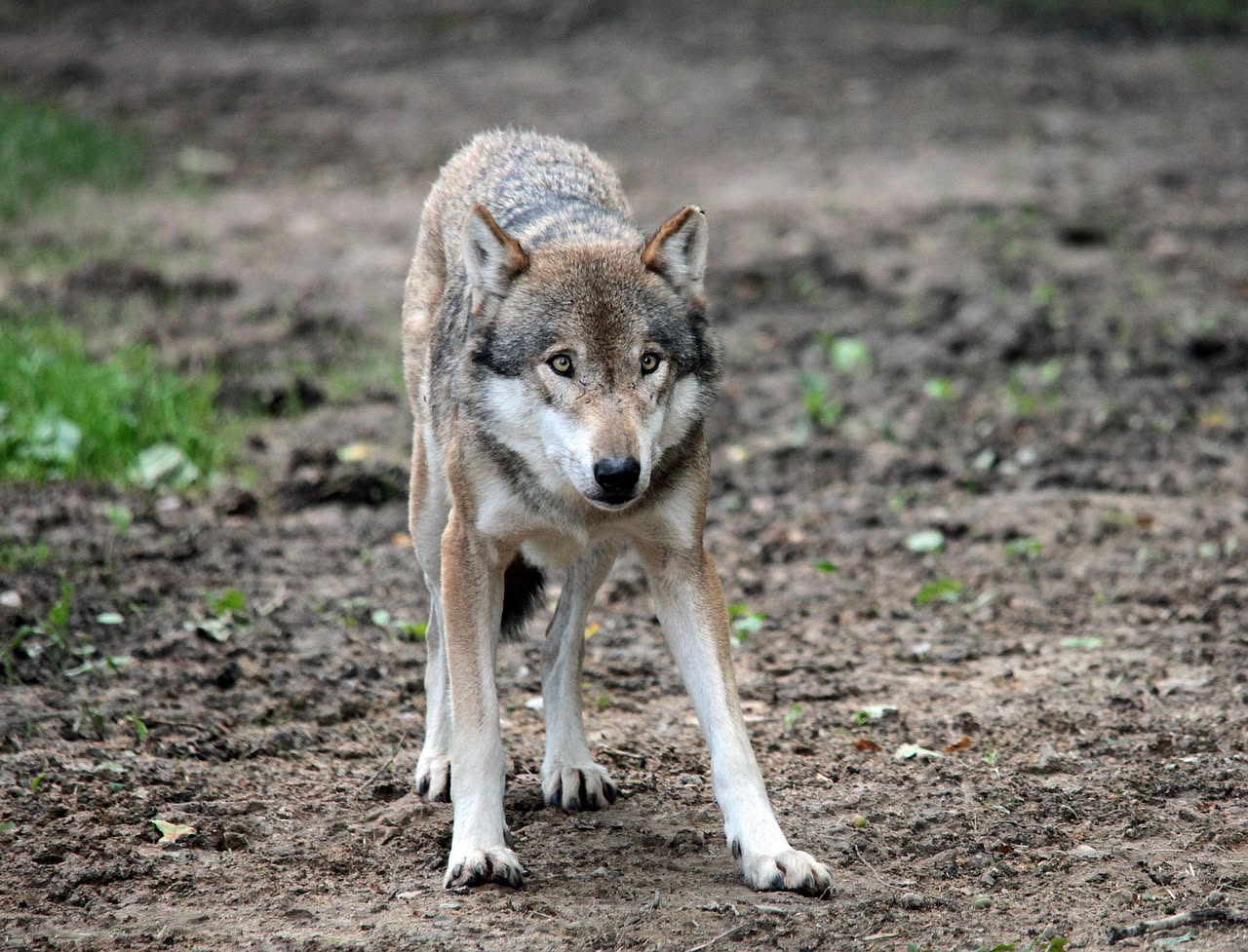 Quali sono i tipi di aggressività nel cane: la guida